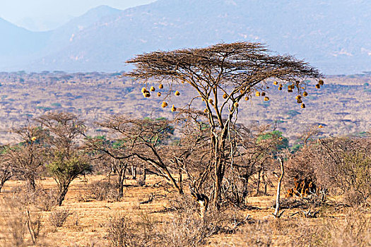 伞,刺,刺槐,鸟窝,萨布鲁国家公园,肯尼亚,非洲