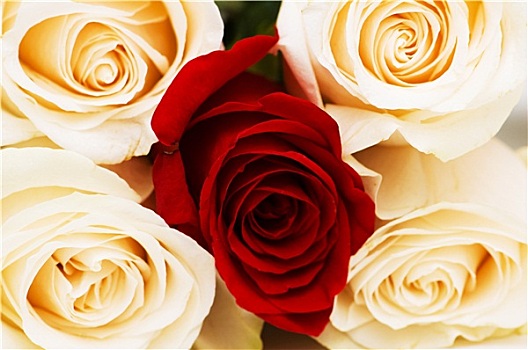 红色,白色,玫瑰,隔绝,白色背景