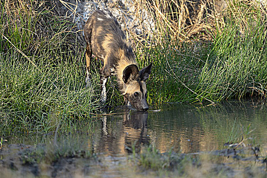 非洲野狗,非洲野犬属,站立,水坑,喝,温泉,天然温泉,南卢安瓜国家公园,赞比亚,非洲
