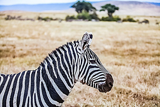 肯尼亚安博塞利国家公园斑马生态环境