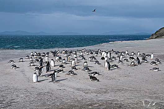 巴布亚企鹅,生物群,风吹,沙丘,岛屿,福克兰群岛