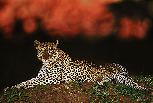 豹,黎明,肯尼亚