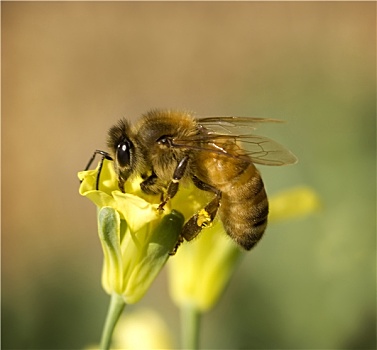 忙碌,工蜂,蜜蜂,花粉,黄色,春天,花椰菜
