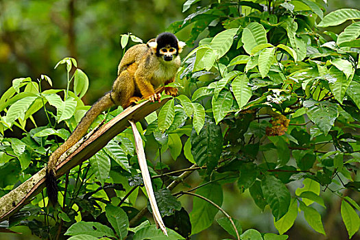 松鼠猴,枝条,玛努国家公园,世界遗产,秘鲁,南美