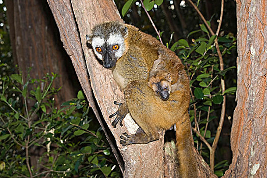 褐色,狐猴,年轻,自然,自然保护区,马达加斯加,非洲
