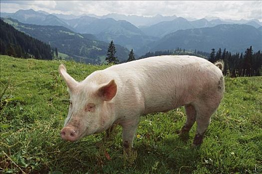 家猪,草,草地,德国