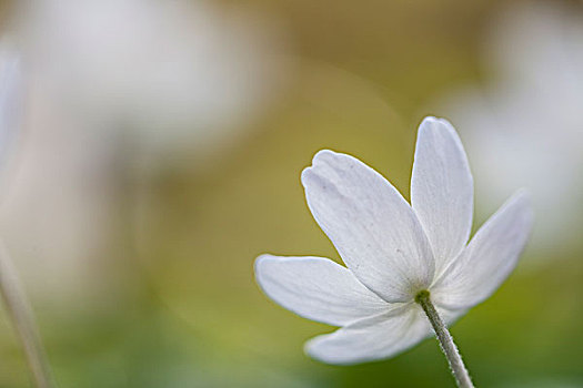 银莲花属