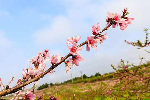 桃花