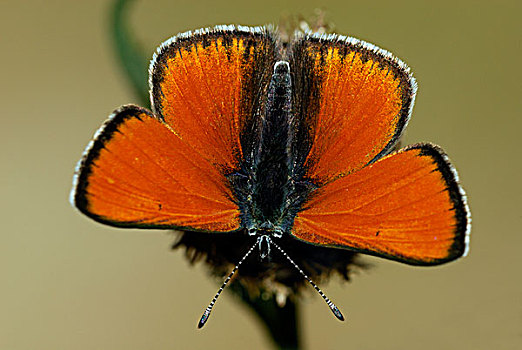 蝴蝶,马尔康杜国家公园,普罗旺斯,法国