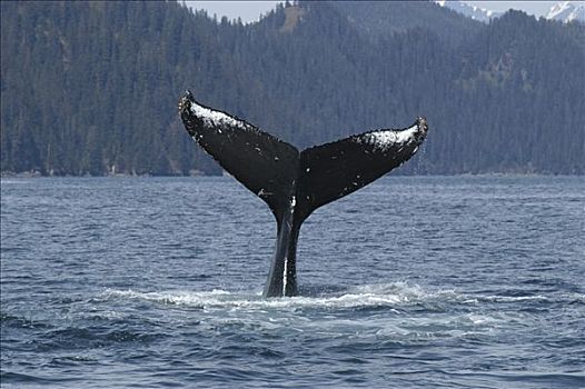 驼背鲸,大翅鲸属,鲸鱼,尾部,脆弱,东南阿拉斯加