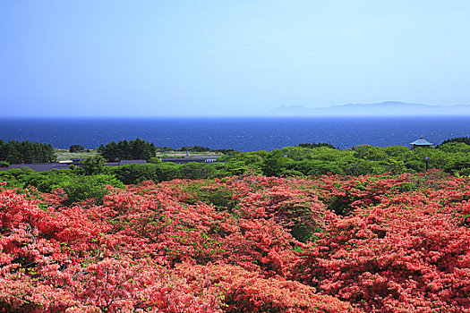 杜鹃花