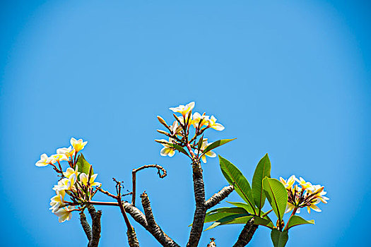 鸡蛋花