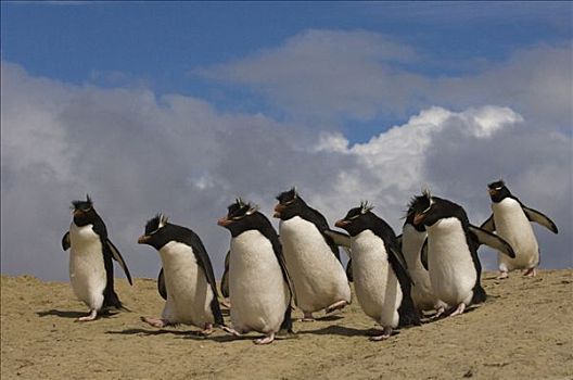 凤冠企鹅,南跳岩企鹅,群,海滩,鹅卵石,岛屿,福克兰群岛