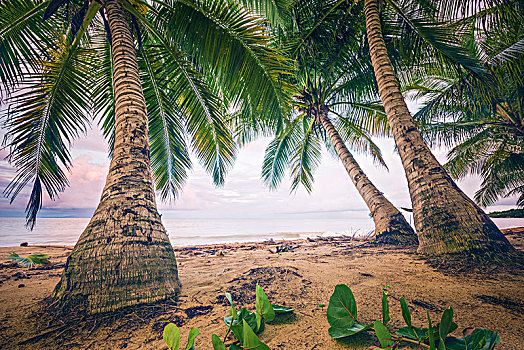 海滩风景,复古,加勒比岛屿,波多黎各