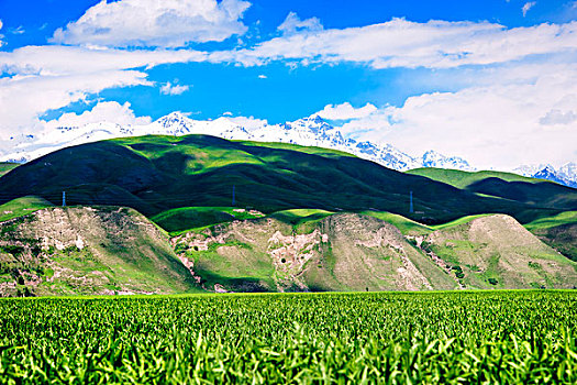 新疆,田野,雪山,蓝天白云