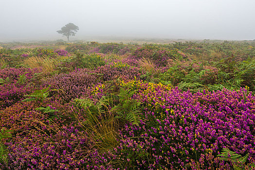 石南花,金雀花,花,灯塔,山,夏末