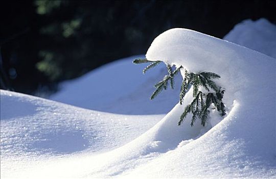 雪堆,遮盖,小,针叶树,欧洲