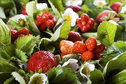 新鲜,草莓,叶子,花