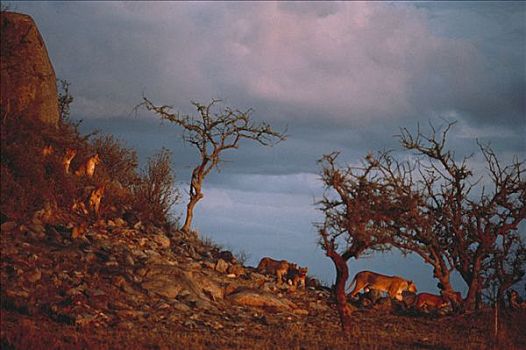 非洲狮,狮子,自豪,刺槐,塞伦盖蒂国家公园,坦桑尼亚