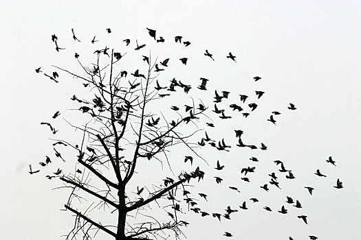 鸟,飞翔,鸟群,树枝