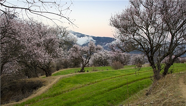 野桃花观赏圣地索松村