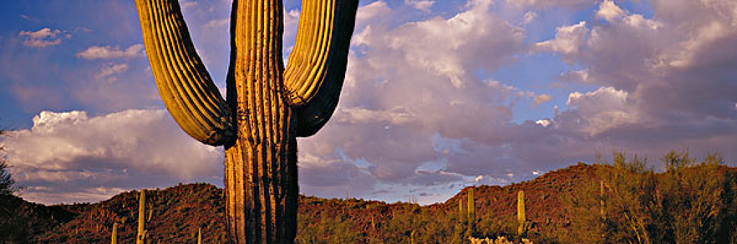 巨大,巨柱仙人掌,管风琴仙人掌国家保护区,亚利桑那,大幅,尺寸