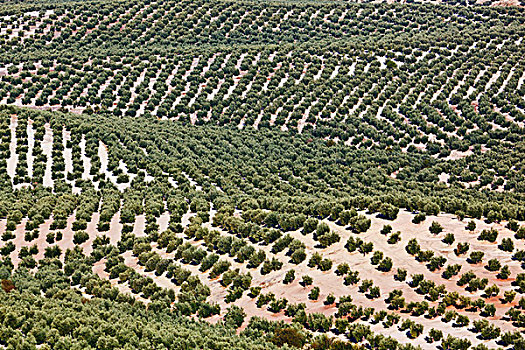 橄榄,小树林,靠近,哈恩省,西班牙