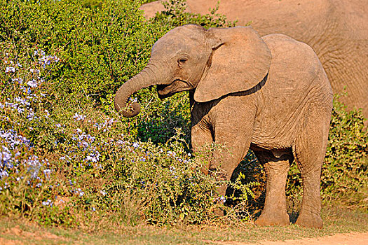 非洲象,幼兽,进食,花,阿多大象国家公园,东开普省,南非,非洲