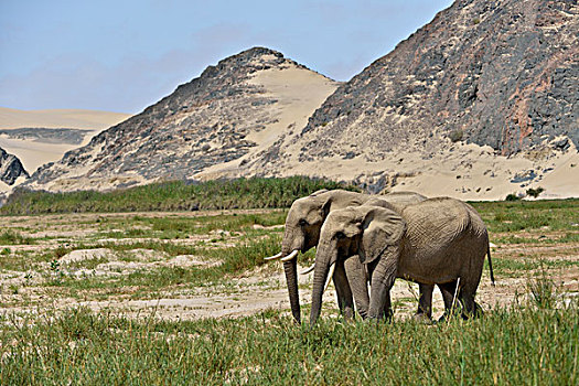 沙漠,大象,非洲象,干枯河床,骷髅海岸,国家公园,考科韦尔德,区域,纳米比亚,非洲