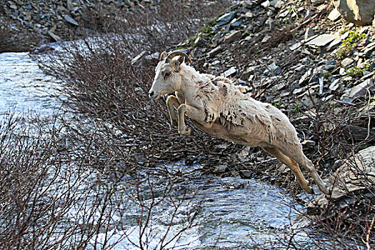 大角羊,母羊,溪流,冰川国家公园,蒙大拿
