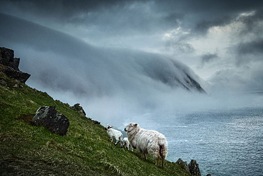 绵羊,漂浮,海洋,雾,岛屿,爱尔兰