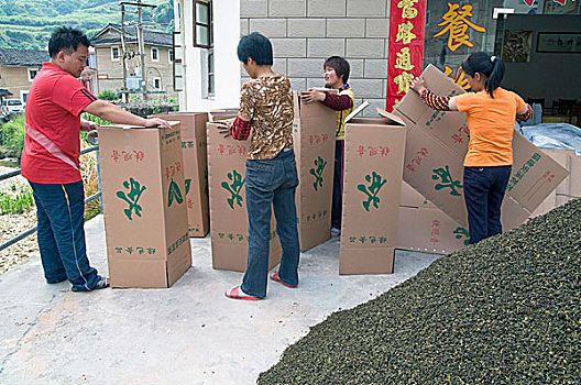 包装,茶叶,分类,收获,福建,中国,五月,2009年
