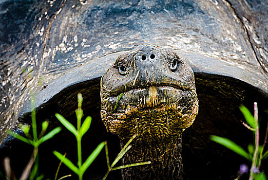 加拉帕戈斯群岛,厄瓜多尔,圣克鲁斯岛,加拉帕戈斯巨龟,观看