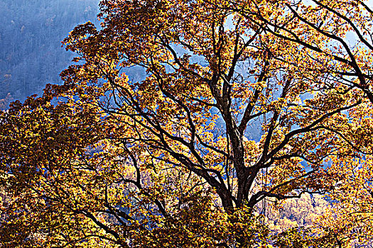树,秋叶,大烟山国家公园,田纳西,美国
