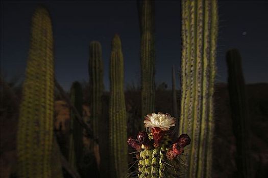 风琴管仙人掌,夜晚,盛开,花,埃尔比斯开诺生物圈保护区,墨西哥