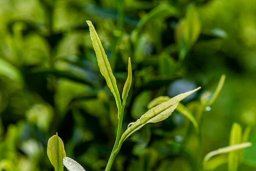 重庆天坪万亩茶叶基地茶树