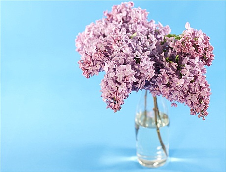 花束,紫罗兰,丁香