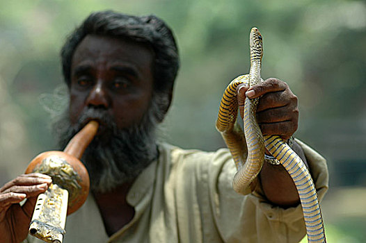 耍蛇,古老,安静,幸存,时间,孟加拉