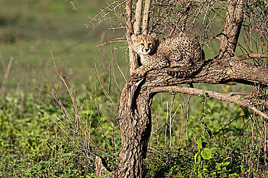 非洲,坦桑尼亚,小猎豹,玩,恩戈罗恩戈罗,保护区