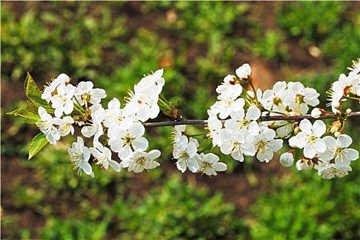 细枝,樱花,春天,树林