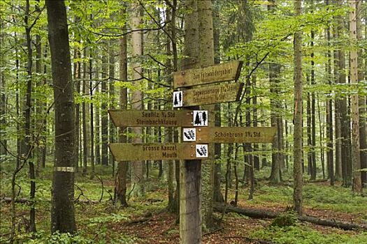 巴伐利亚森林国家公园,德国