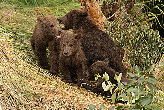 四个,棕熊,幼兽,坐,下方,树