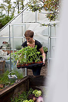 女人,番茄植物,室外,温室