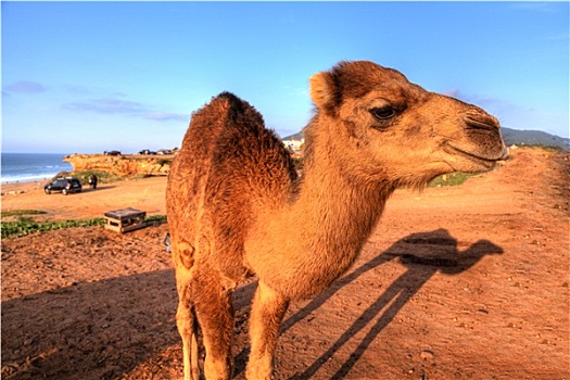 阿拉伯骆驼,站立,沙子,沙漠,摩洛哥,非洲,背景,罐,看,大西洋,海洋