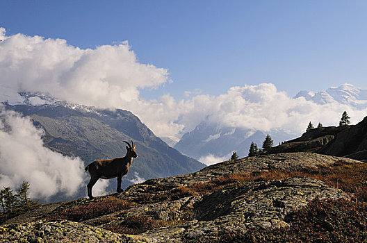 阿尔卑斯野山羊,顶峰,夏蒙尼,法国