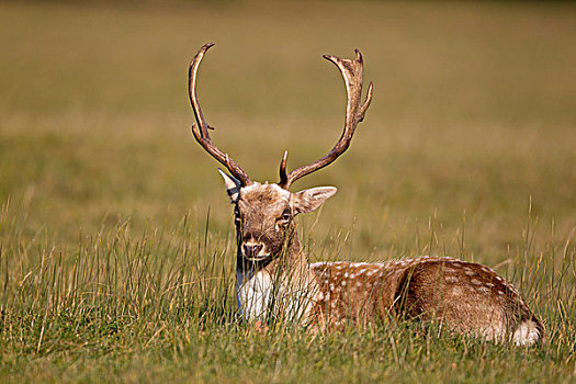 扁角鹿,黇鹿,公鹿,休息,发情期,鹿,公园,英格兰,英国,欧洲