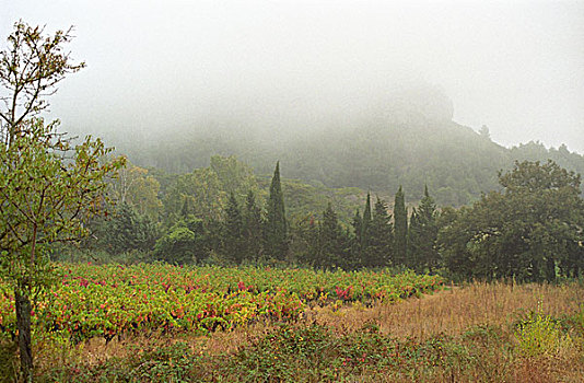 葡萄园,山,雾,收获时节,郎格多克,纳博讷,朗格多克-鲁西永大区,法国