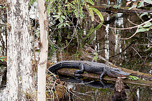 鳄鱼,休息,树干,大沼泽地国家公园,佛罗里达,美国