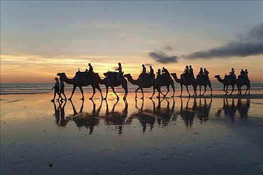 骆驼,驼队,凯布尔海滩,西部,澳大利亚