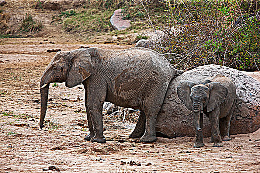 大象,擦,大,漂石,国家公园
